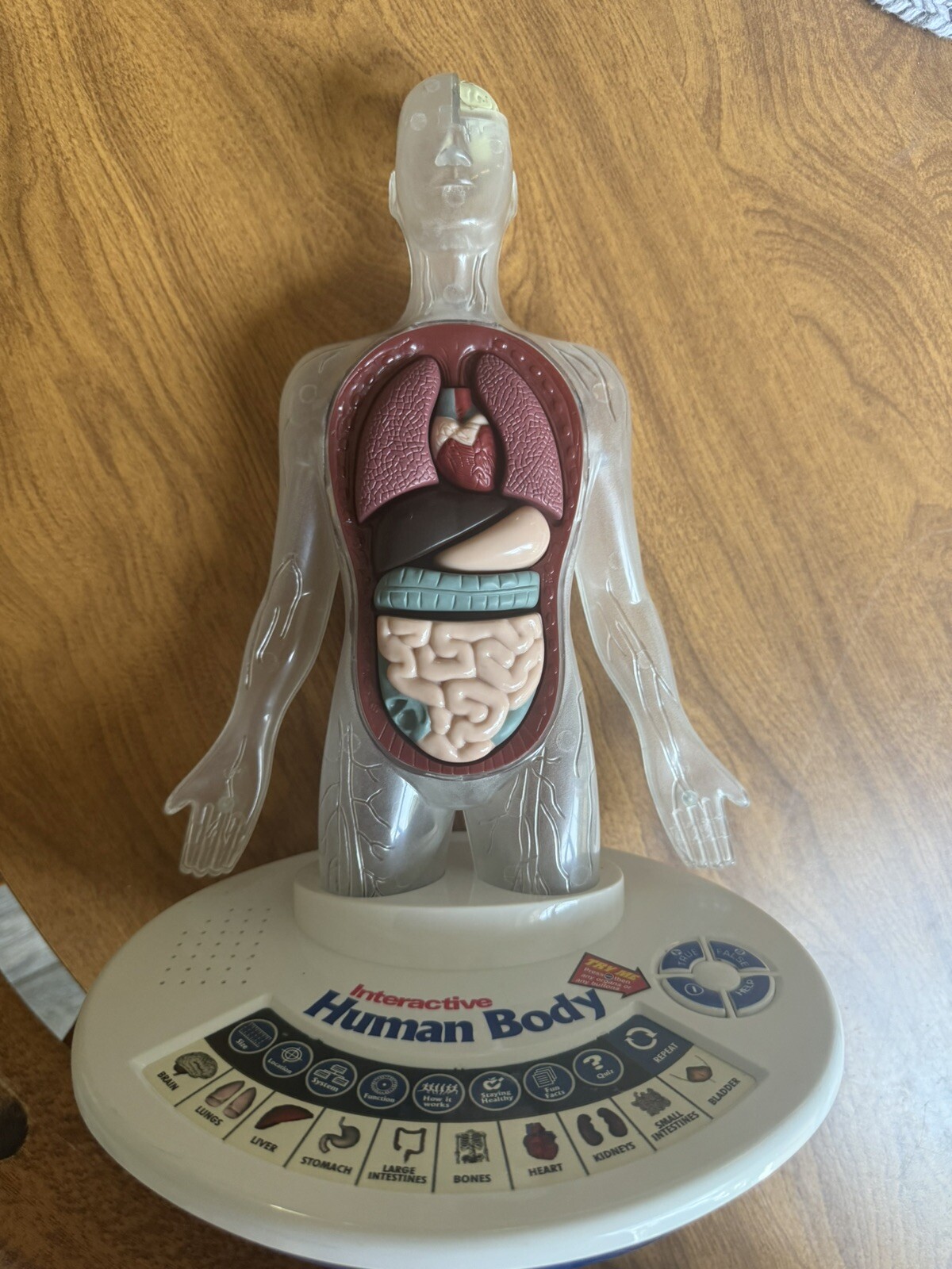 Scientific Toys Interactive Human Body Anatomical Learning Toy 2007
